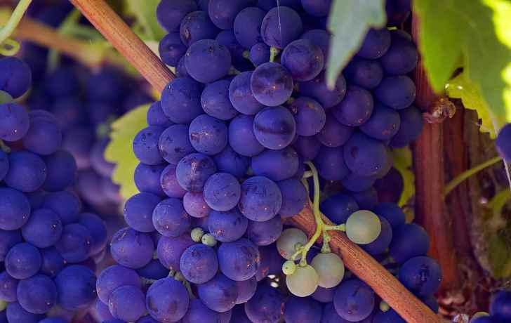 Уход за виноградом в весенний период