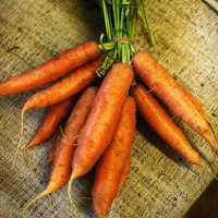 Иллюстрация к статье Подкормка моркови в открытом грунте