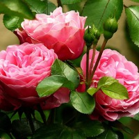Иллюстрация к статье Как ухаживать за садовыми розами весной