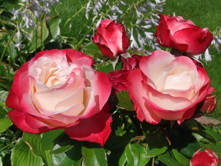 Весенний уход за садовыми розами