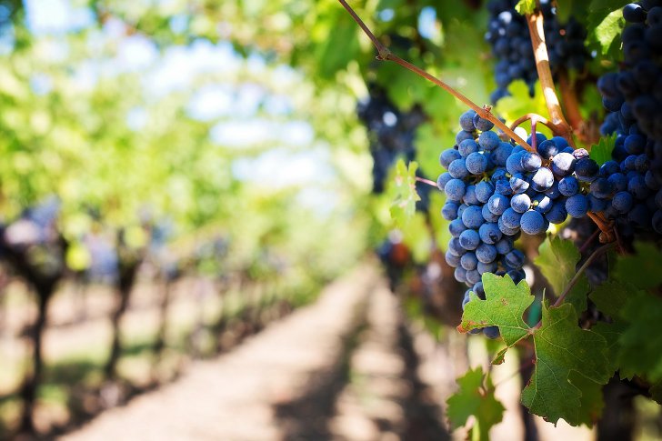 Как подкармливать виноград летом