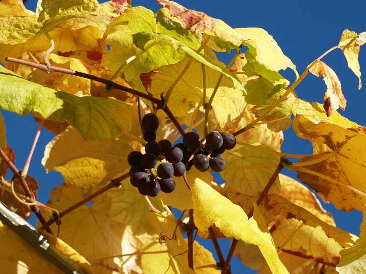 Правильный уход за виноградом осенью