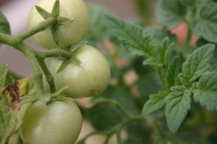 Как бороться с фитофторозом на помидорах