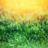 Иллюстрация к статье Как посеять газонную траву самостоятельно?