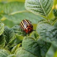 Как избавиться от колорадского жука без химии