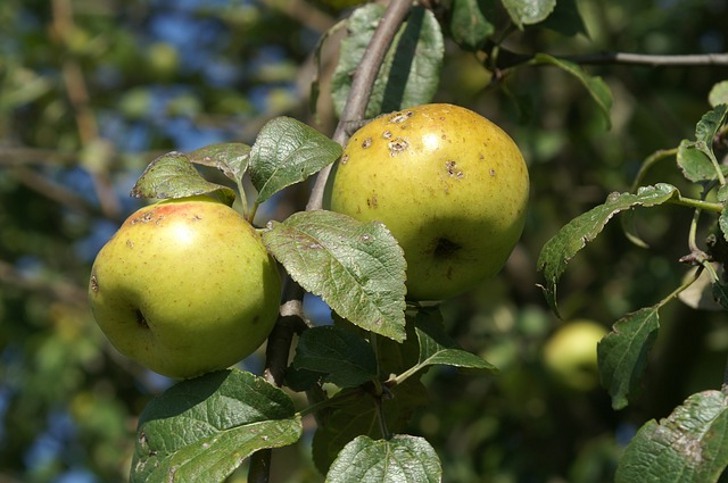 Как бороться с паршой яблони