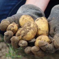 Иллюстрация к статье Когда копать картофель
