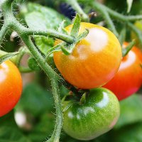 Иллюстрация к статье Как правильно пасынковать помидоры