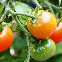 Иллюстрация к статье Как правильно поливать помидоры в открытом грунте