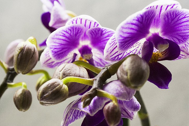 У орхидеи опадают бутоны: что делать