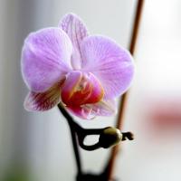 Орхидея фаленопсис: как ухаживать