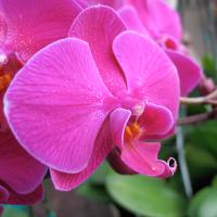 У орхидеи желтеют листья: что делать