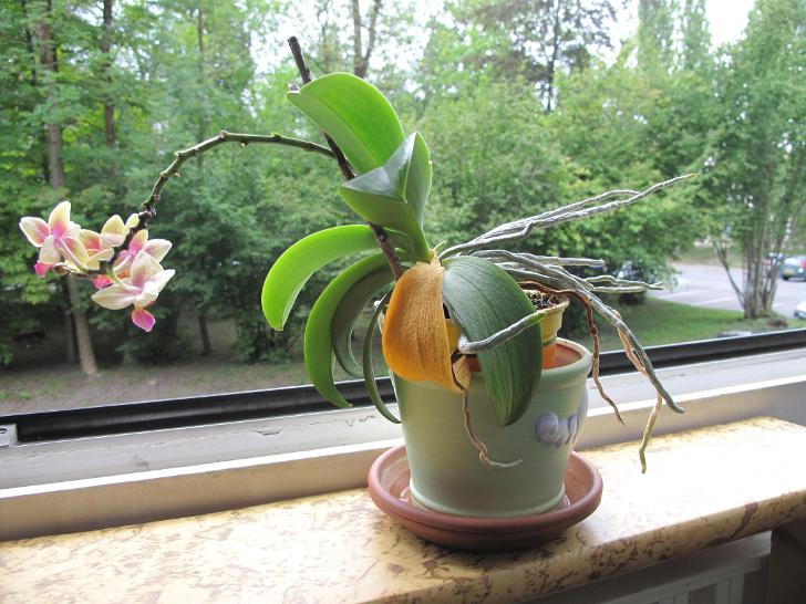 У орхидеи желтеют листья: что делать