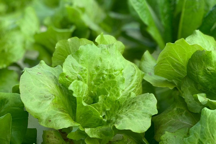 Как выращивать салат в домашних условиях на подоконнике?
