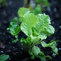 Иллюстрация к статье Как выращивать салат на подоконнике