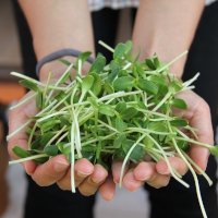 Иллюстрация к статье Как выращивать микрозелень на подоконнике в домашних условиях