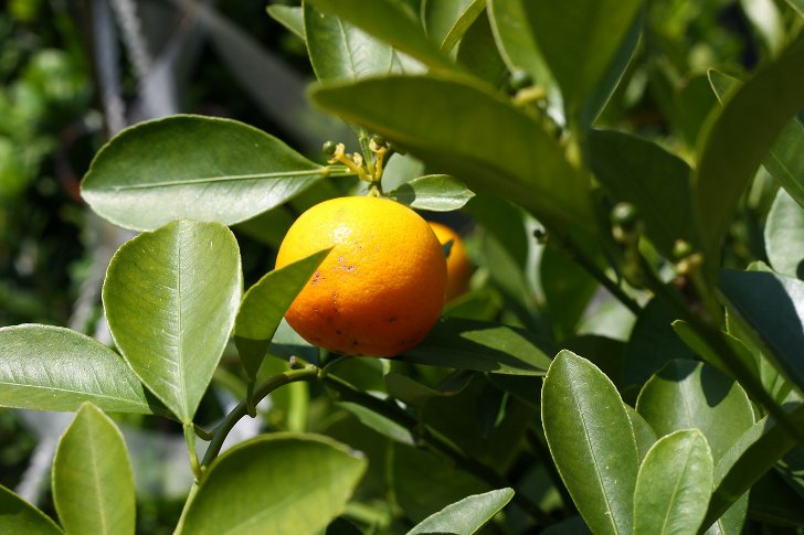 Выращивание апельсина из косточки
