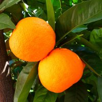 Иллюстрация к статье Как вырастить апельсин в домашних условиях