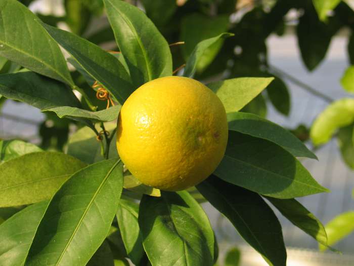 Как вырастить дома лимон? Основные правила