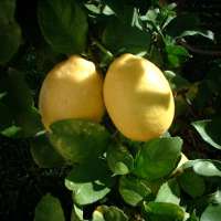 Иллюстрация к статье Как вырастить дома лимон? Основные правила