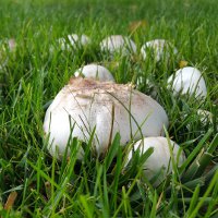 Какие грибы можно собирать в июне