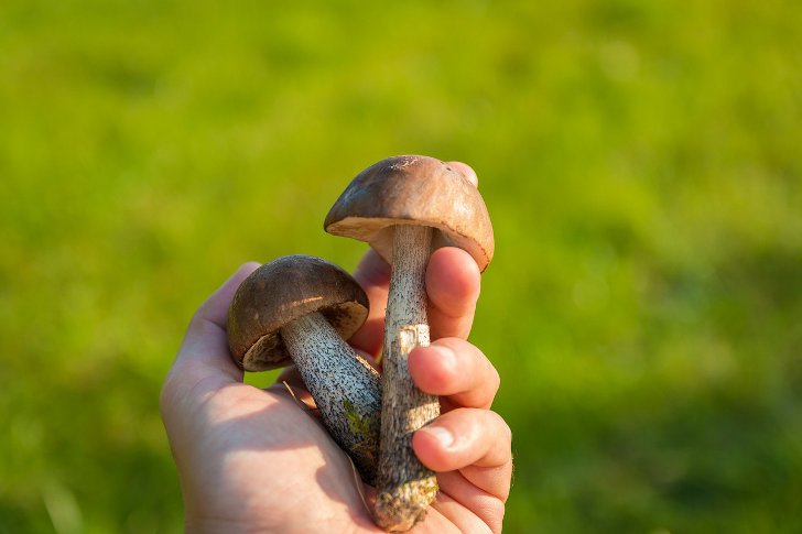 Какие грибы растут в августе