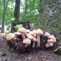Где растут грибы