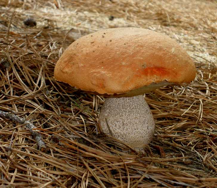 Где искать съедобные грибы