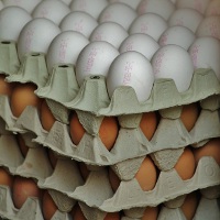 Иллюстрация к статье Как проверить свежесть яиц