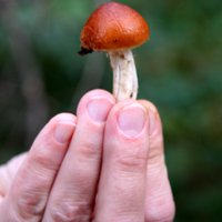 Как проверить качество грибов