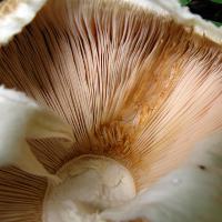 Как солить грибы