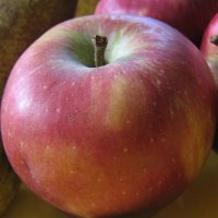 Иллюстрация к статье Как хранить яблоки зимой