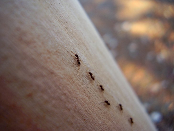 Как избавиться от домовых муравьев