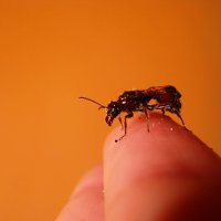 Как вывести муравьев из квартиры
