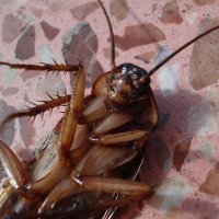 Иллюстрация к статье Тараканы в квартире: как избавиться от тараканов