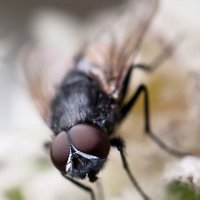 Средства от мух: что выбрать