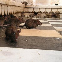 Как избавиться от крыс
