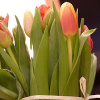 Как выбрать цветы на 8 Марта