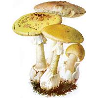 Иллюстрация к статье Ядовитые грибы: бледная поганка