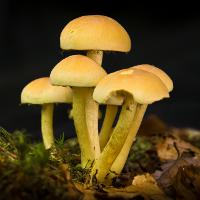 Иллюстрация к статье Ядовитые грибы: ложные опята
