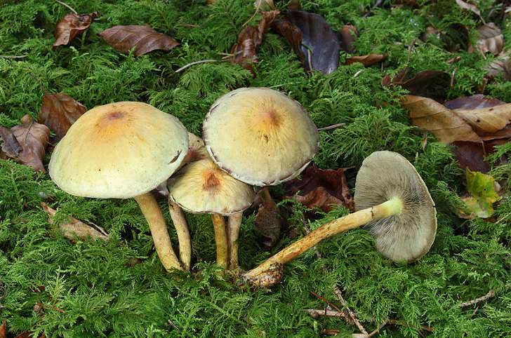 Ядовитые грибы: ложные опята