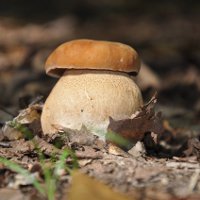 Рецепты приготовления грибной икры на зиму