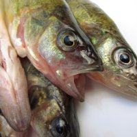 Рецепты ухи из речной рыбы
