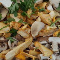 Рецепты супов с лесными грибами