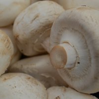 Рецепты пирогов с грибами