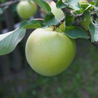 Рецепты салатов с яблоками: ТОП-5 доступных идей