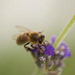 Каллистрат, Пчелины девятины в Украине