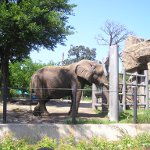 Международный день защиты слонов в зоопарках