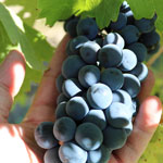 Международный день винограда «сира»