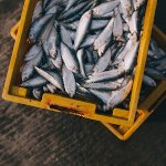 Всемирный день рыболовных хозяйств